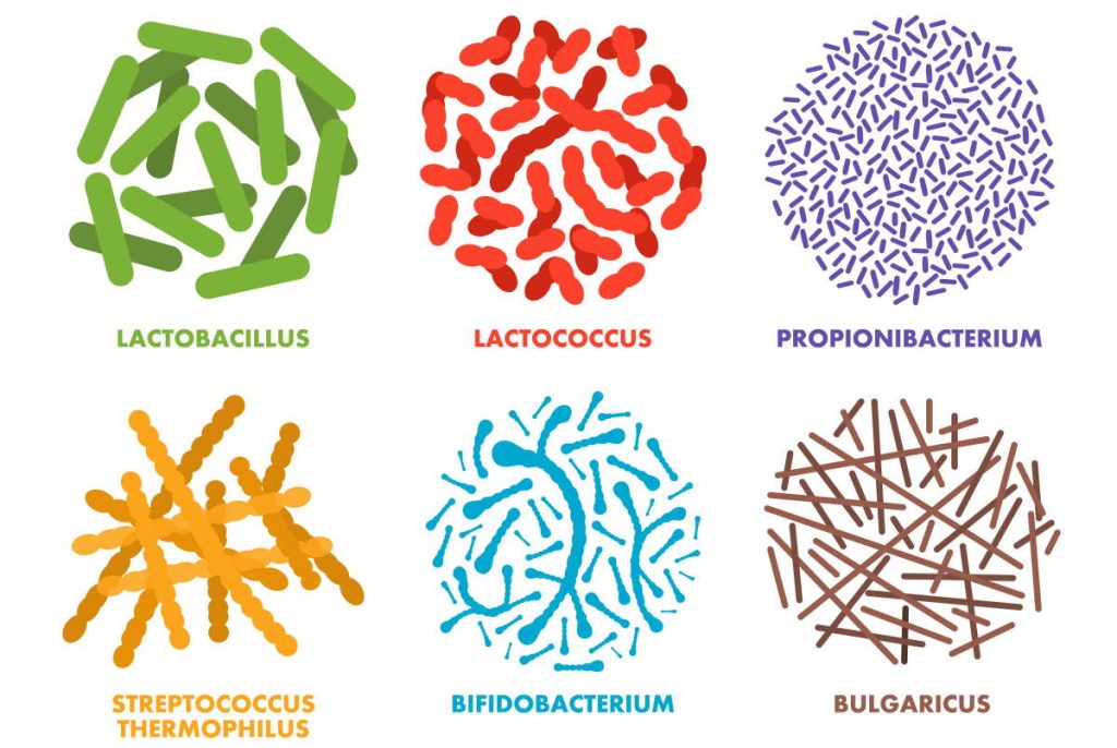 Types and strains of probiotics